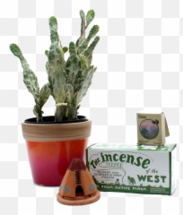 Incense Succulent Sticker By - Triangle Cactus Emoji,Incense Emoji