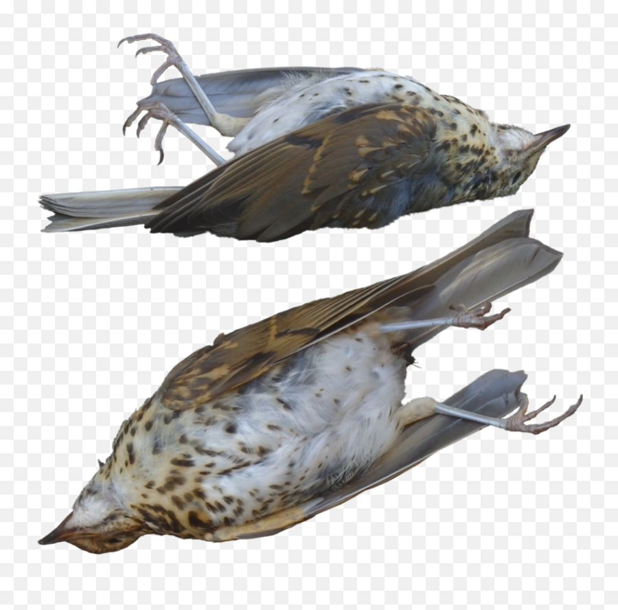 Download Dead Clipart Hawk - Dead Bird Transparent Emoji,Hawk Emoji