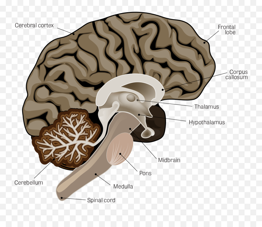 Toxtutor - Articles On Disease Emoji,Part Of Brain For Emotion