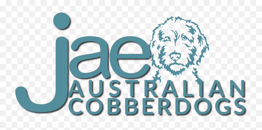 More About The Australian Cobberdog - Language Emoji,Dogs Display Human Emotions
