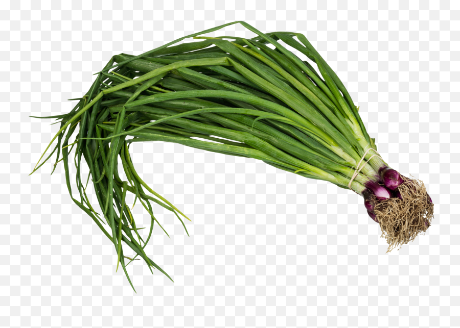 Spring Onion Png U0026 Free Spring Onionpng Transparent Images - Spring Onion Png Emoji,Onion Emoji