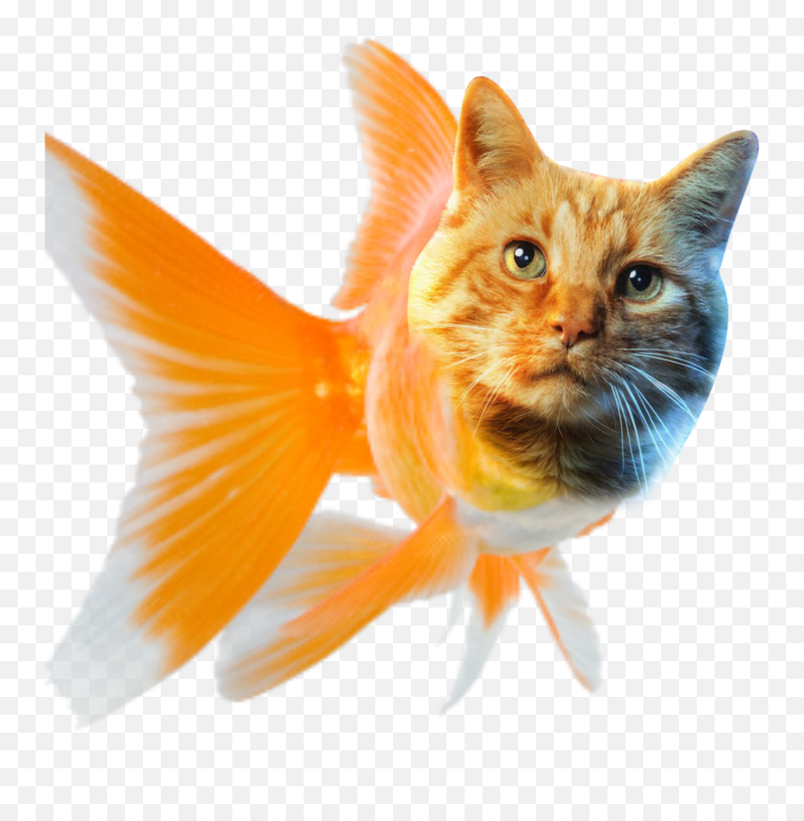 The Most Edited - Fish Petco Orange Emoji,Cat Fish Emoji
