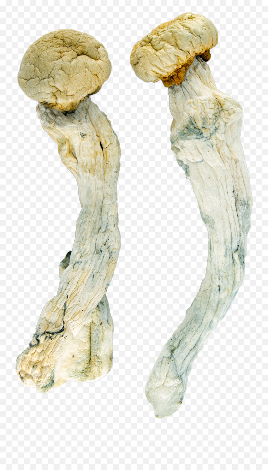 Buy Penis Envy Shrooms Canada Best Potency U0026 Price - Sketch Emoji,Jealousy Is An Unpleasant Emotion, Yet It’s Difficult To Escape. Buy Penis Envy Shrooms Canada Best Potency U0026 Price - Sketch Emoji,Jealousy Is An Unpleasant Emotion, Yet It’s Difficult To Escape.