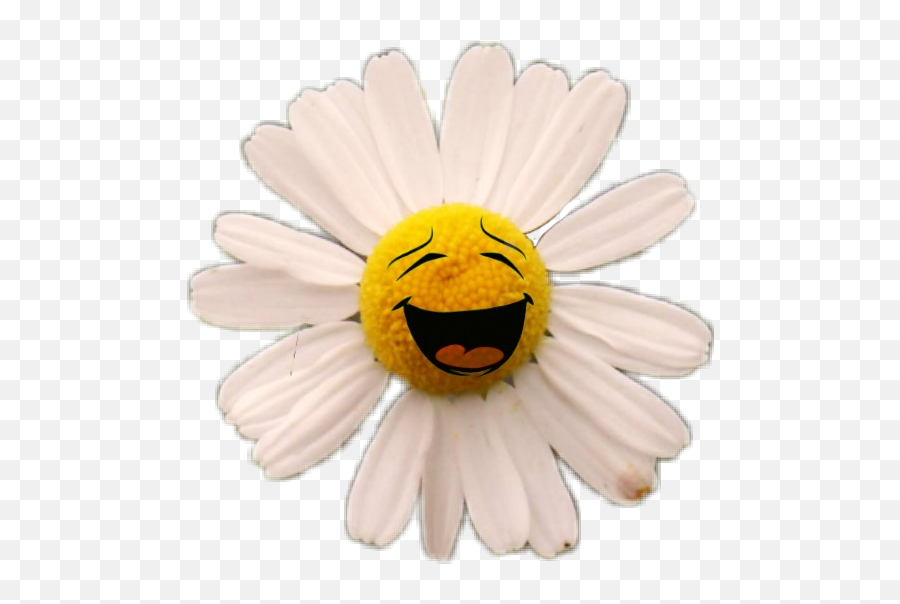 Flower Daisy Happy Smile Sticker By Flwr Emoji,Smiling Emoticon With Flower