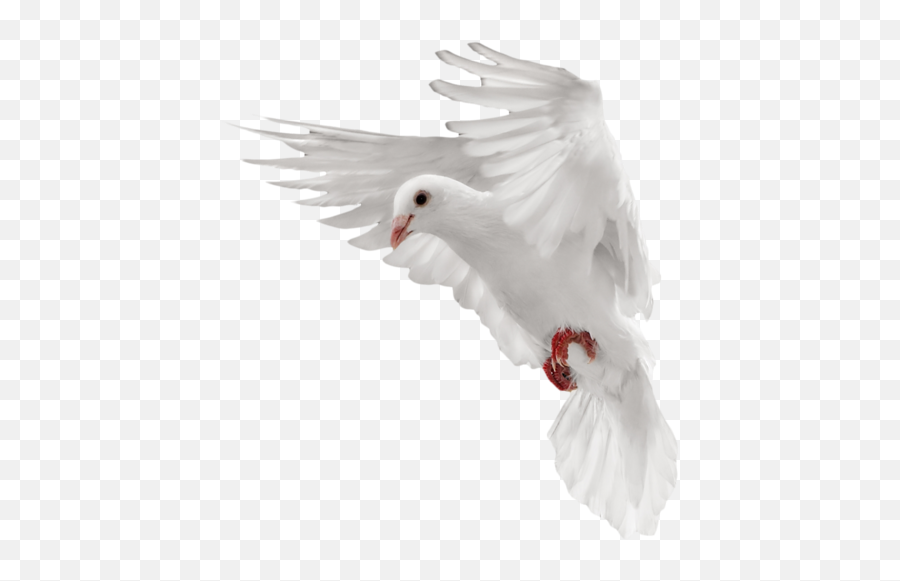 Dove Pigeon Image Png Transparent Background Free Download Emoji,Pigeon Emoji