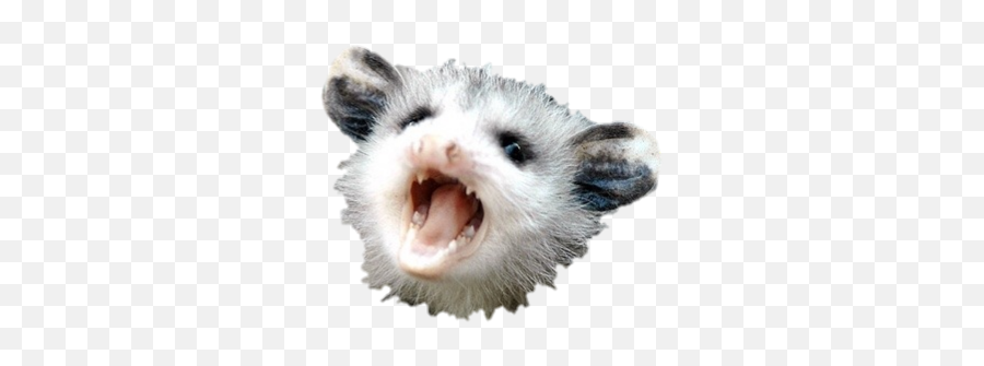 Baby Possum Emoji,Possum Emoji