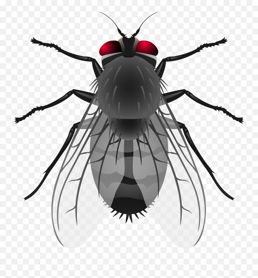 Flies Clipart Flies Transparent Free For Download On Emoji,Time Flies Emoji