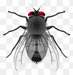 Flies Clipart Flies Transparent Free For Download On Emoji,Time Flies Emoji