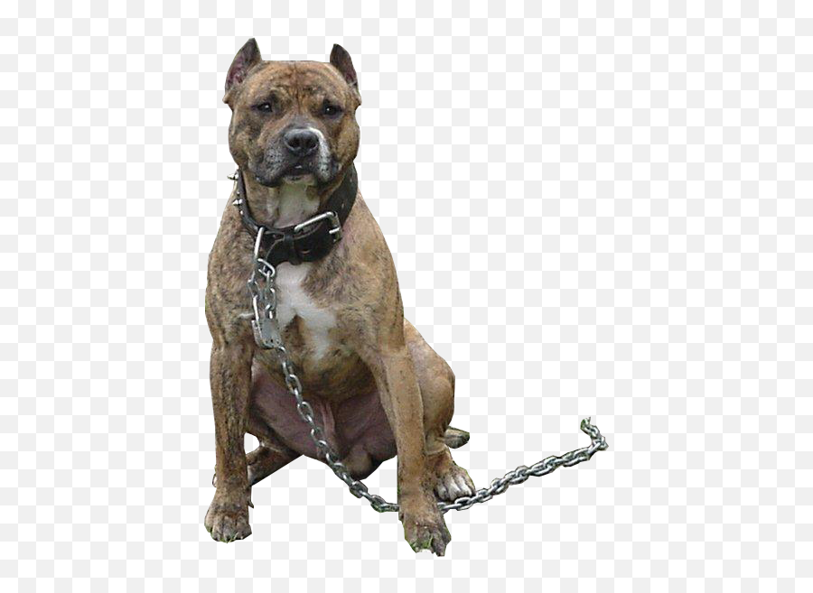 Pitbull Psd Official Psds - Pitbull Dog Png Emoji,Pitbull Emoji