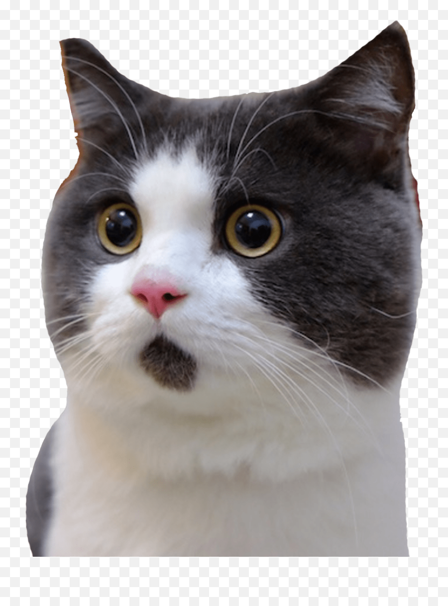 Cat Meme Png - Transparent Cat Download Video Emoji,Wheelchair Emoji Meme