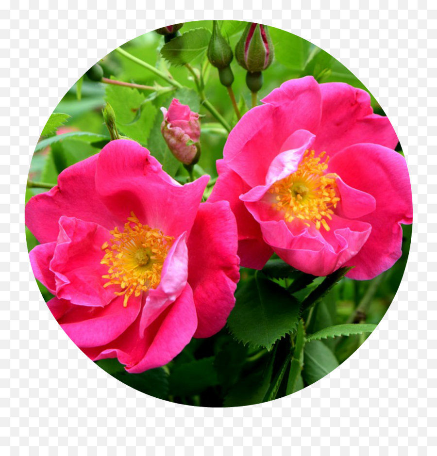 Rose Apothecary Absolute - Rose Emoji,Daffodil Pink Emotion