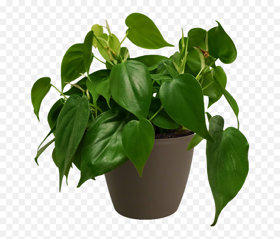 Philodendron Cordatum Small - Small Philodendron Emoji,Leafy Green Emoji