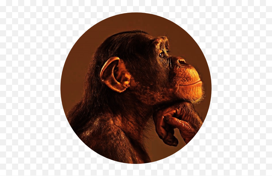 Accueil - English Winissimo Old World Monkeys Emoji,Chimp Emotion Faces