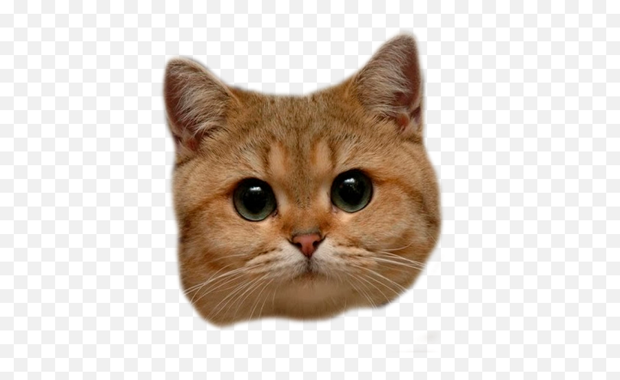 Cat Face Transparent Png Images Download - Yourpngcom Cat Head Png Emoji,Cat Head Emoji Png