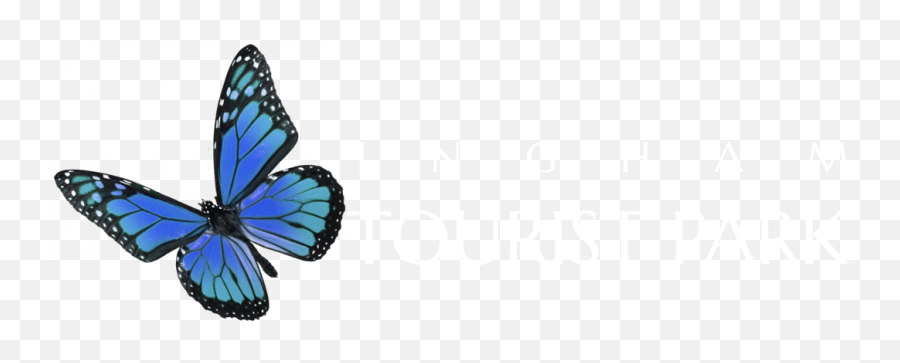 Ingham Tourist Park Caravan Park Emoji,2 Blue Butterfly Emojis