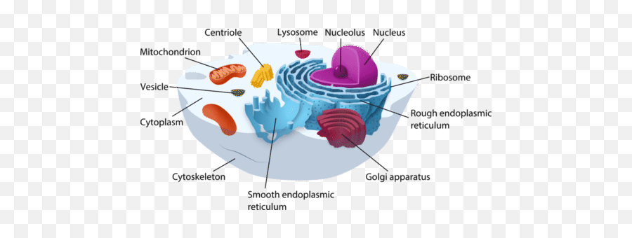 Hacking The Hoae A Free Study Guide Free Study Guide By Emoji,Meridian Tooth Charts Emotions Lack Of Money And Organs