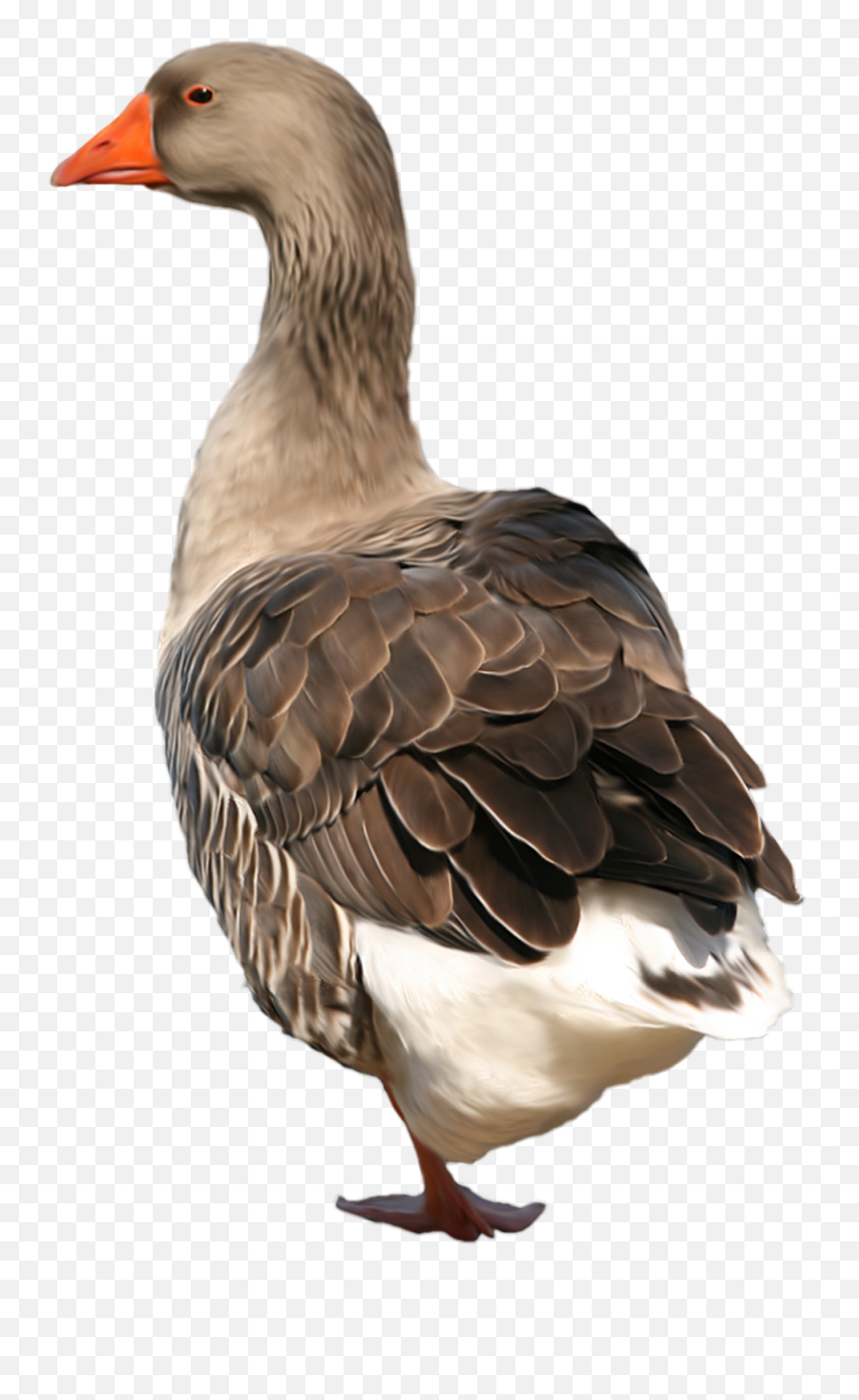 Goose Png Emoji,Swan Emoji