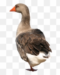 Goose Png Emoji,Swan Emoji