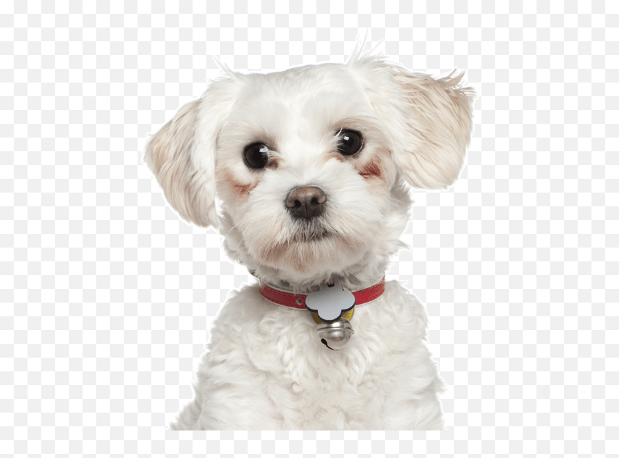 Maltese Puppies For Sale - Adoptapetcom Emoji,Puppy Dog Eyes Emoji Meme
