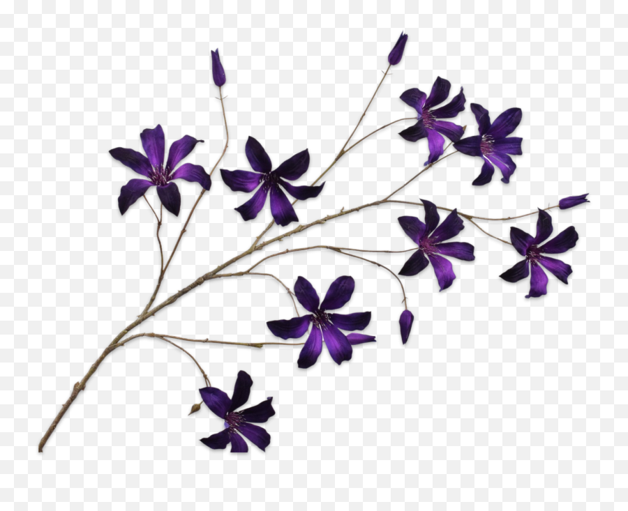 Silk - Ka Clematis Velvet Purple 133 Cm Emoji,Emoji Pink Flower Meaning