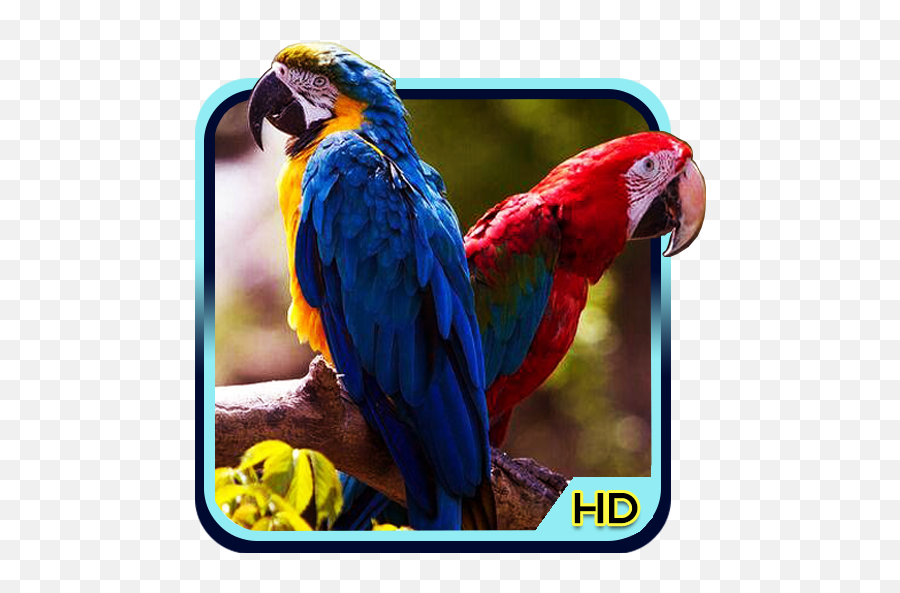 Bird 3d Wallpaper 10 Apk Download - Comandromodev678369 Parrots Emoji,Hummingbird Emoji Android