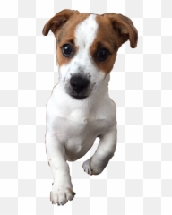 Jackrussell Sticker - Russell Terrier Emoji,Jack Russell Emoji