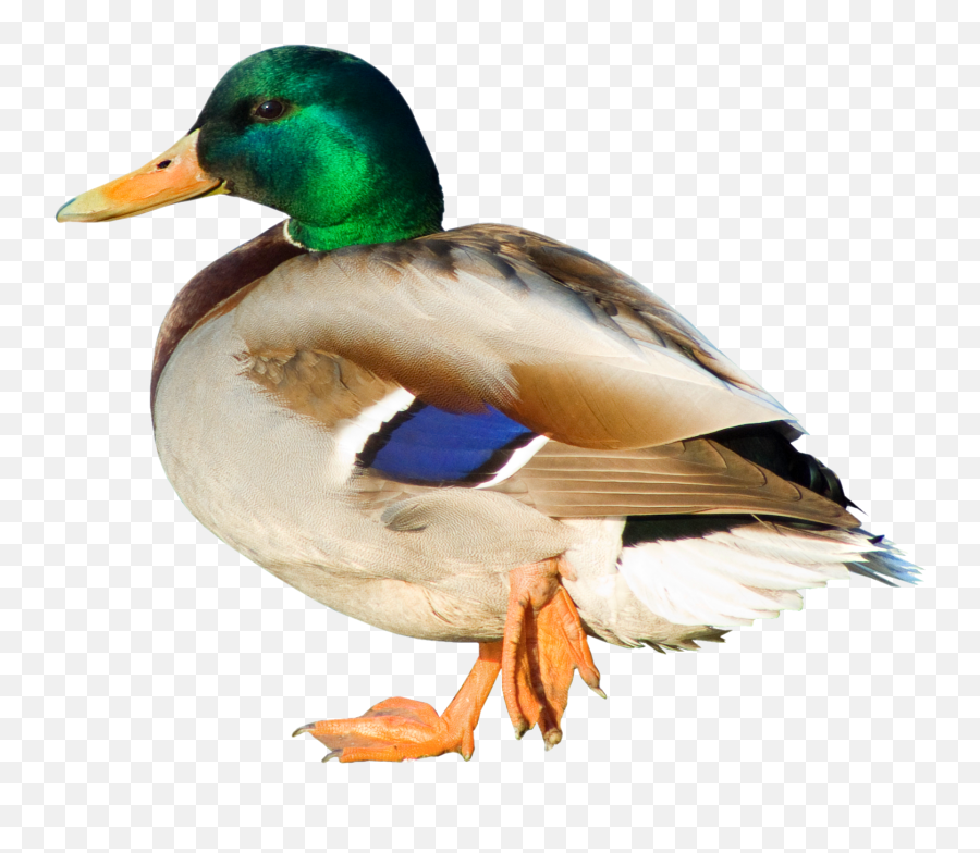 Waterfowl - Duck Png Emoji,Drake Bird Emoji