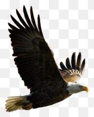 Largest Collection Of Free - Toedit Bald Eagle Stickers Eagles Magnificent Emoji,Eagle Emoji