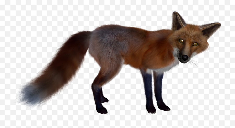 Vector Illustration Cute Foxes Cute Fox Emoji,Red Fox Emotion
