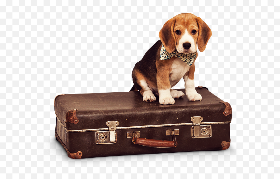 Pet Transportation - Pet Travel Scheme Pet Taxiturkey Dogs With Suitcases Png Emoji,Beagle Puppy Emotions