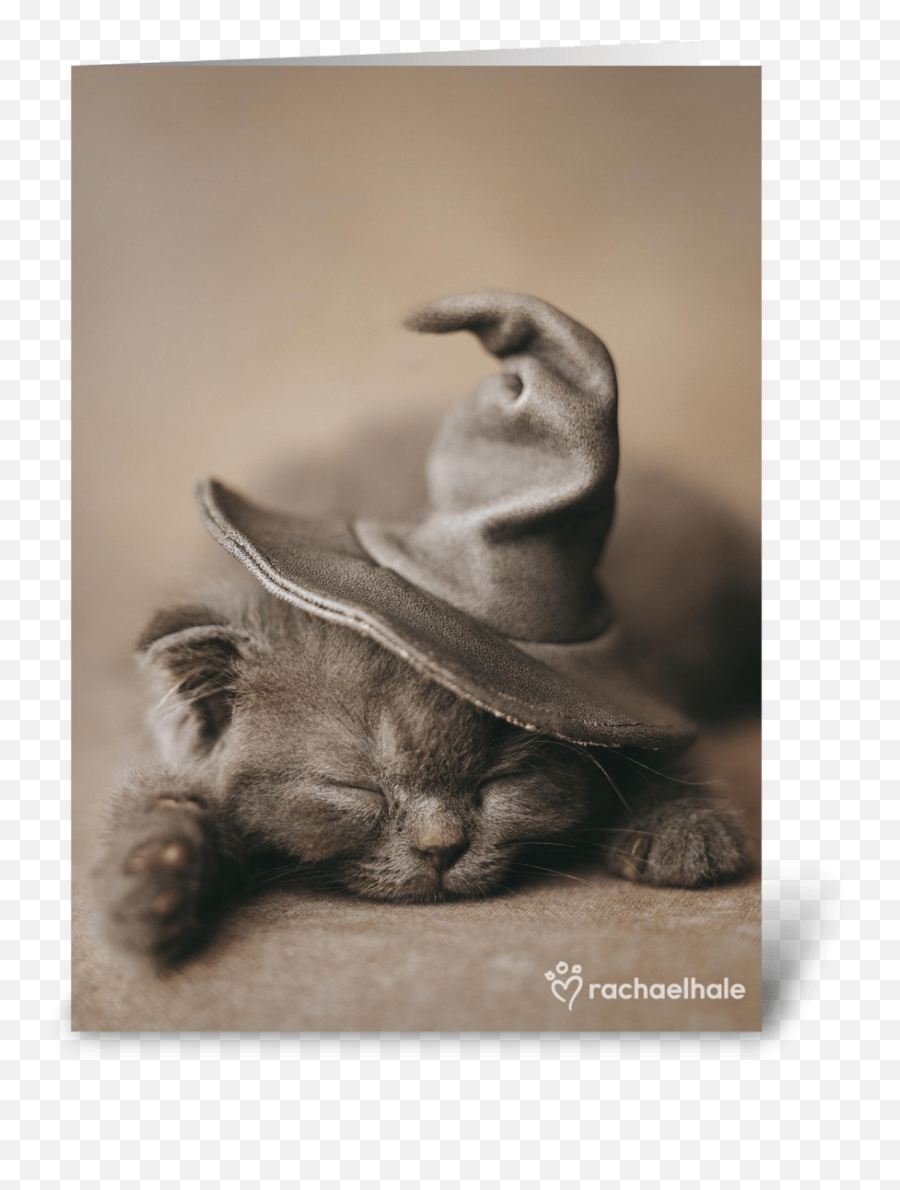 Halloween Kitten In Witch Hat Emoji,Witch Hat Facebook Emoticons