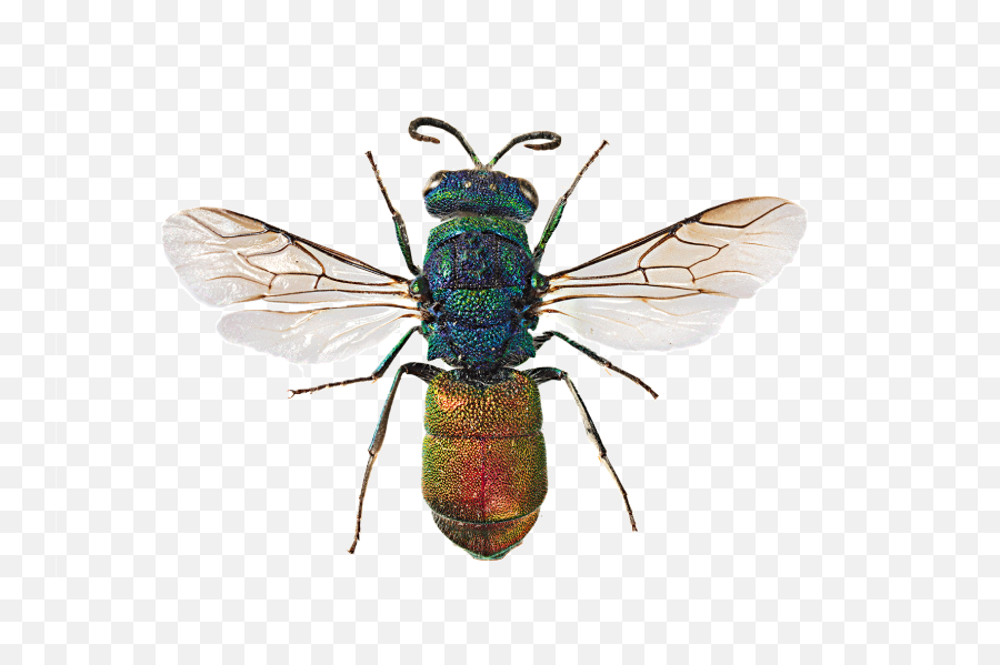 The Worldu0027s Most Interesting Insects Science Smithsonian Emoji,Animated Emoticon Big Insect