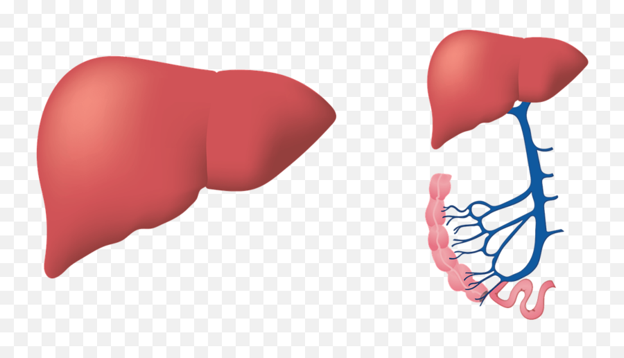 Uk Faces A Liver Disease U0027ticking Time Bombu0027 Fuelled By Emoji,Liver Symbolism Emotions