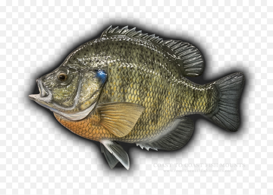 11 12 Bluegill Fish Mount Replica Emoji,An Emotion Fish