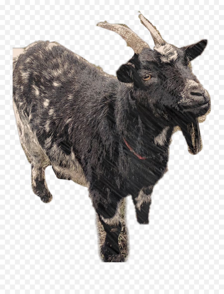 Geo Sticker Emoji,Goat Emoji