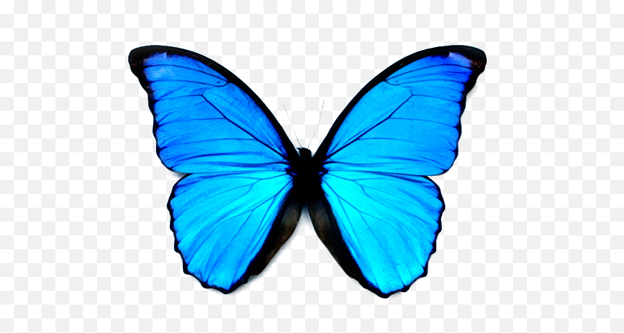 Download Blue Butterfly Emoji Png Png U0026 Gif Base - Butterfly Transparent Png Blue,Blue Emoji Meaning