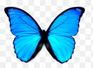 Download Blue Butterfly Emoji Png Png U0026 Gif Base - Butterfly Transparent Png Blue,Blue Emoji Meaning