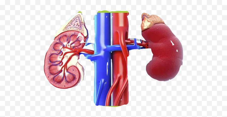 Kidney Sticker By Kat Johnson Binney Hopping - Ablation Of Kidney Tumor Emoji,Kidney Emoji