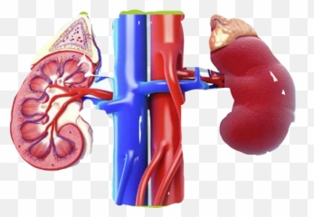 Kidney Sticker By Kat Johnson Binney Hopping - Ablation Of Kidney Tumor Emoji,Kidney Emoji