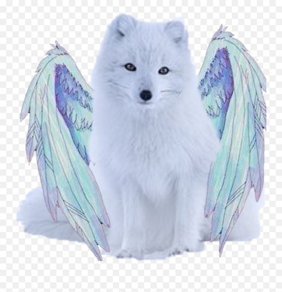 Flying Artic Fox Image Emoji,Arctic Fox Emoji