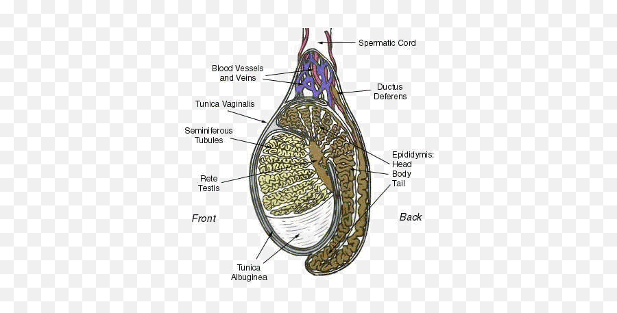 Testicle - Seminiferous Tubules Of Bull Emoji,Swollen Testicles Emotions