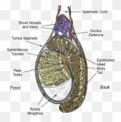 Testicle - Seminiferous Tubules Of Bull Emoji,Swollen Testicles Emotions