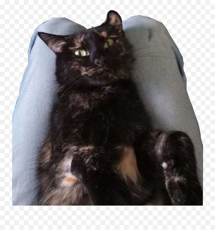 Trans Arsonist Art Network - Black Cat Emoji,Black Cat Emoticon Deviantart