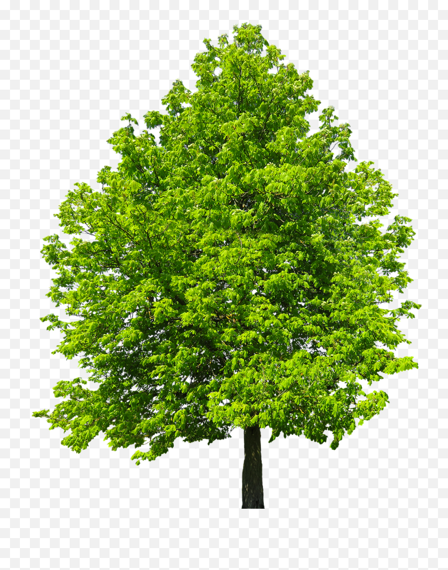 Kostenloses Bild Auf Pixabay - Natur Baum Freigestellt Ash Tree Indiana Emoji,Baum Emotions Article