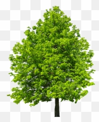 Kostenloses Bild Auf Pixabay - Natur Baum Freigestellt Ash Tree Indiana Emoji,Baum Emotions Article