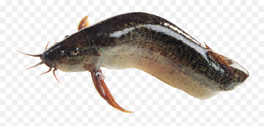 Magur Fish Png Png Image With No - Magur Fish Png Emoji,Cat Fish Emoji