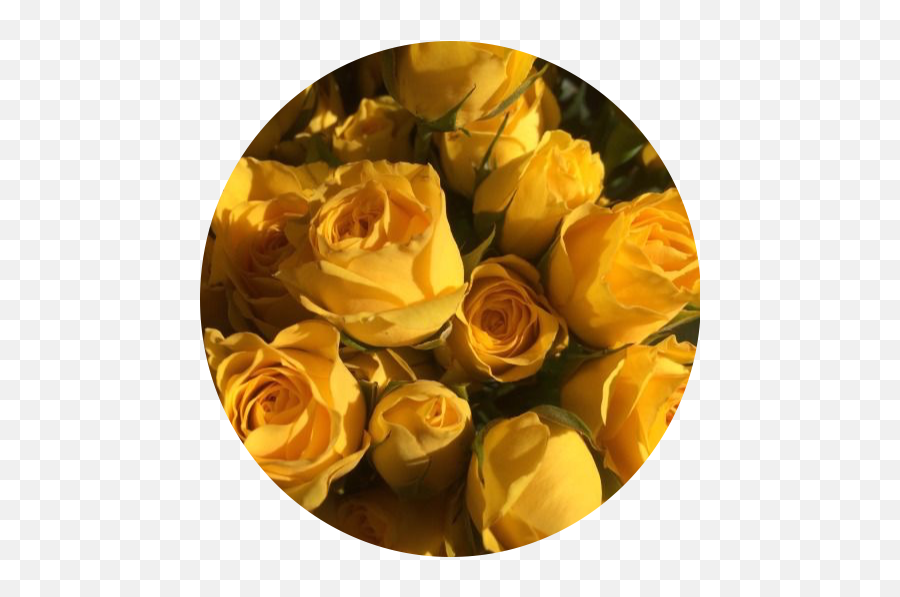 Yellow Rose Sticker - Aesthetic Wallpaper Iphone Yellow Emoji,Yellow Rose Emoji