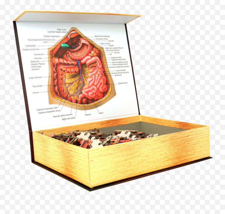 Anatomy Jigsaw Puzzles By Genius Games U2013 Science Puzzles Emoji,Emotions Of The Spleenic Flexure