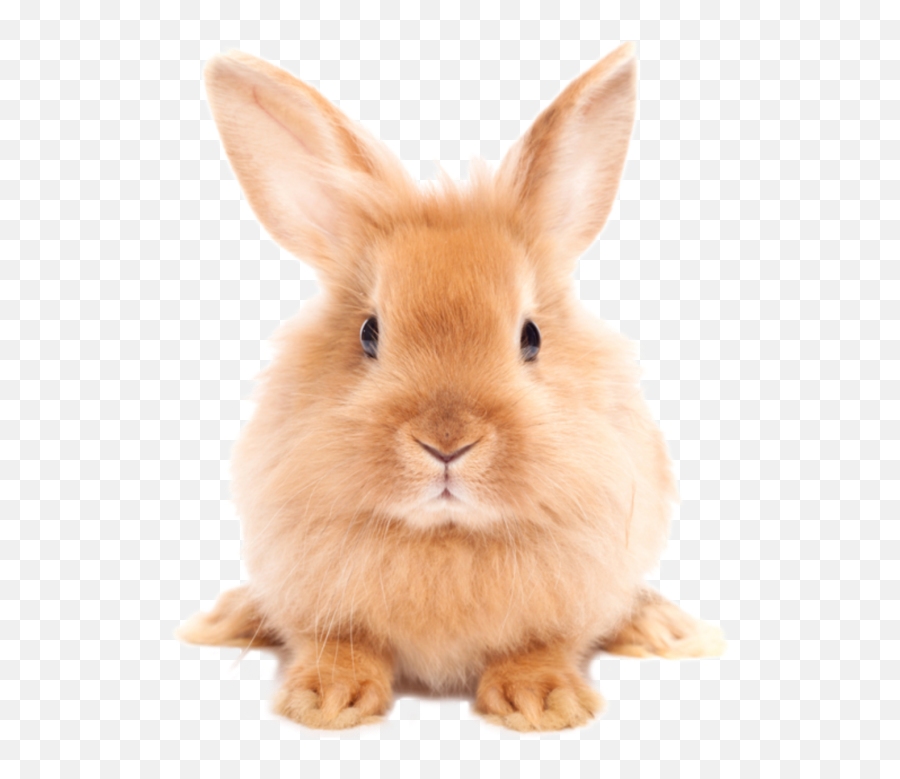 Rabbits Rabbit Rabbithole Animals - Rabbit Png Emoji,Rabbit Hole Emoji