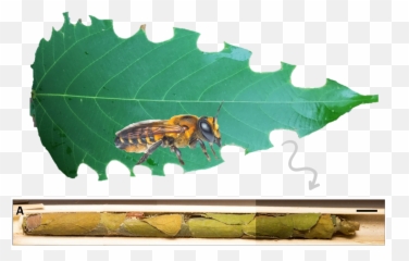 Megachile Laticeps - Leafcutter Bee Taxo4254 Wikinus Emoji,What Does Sealed Lips Emoticon Mean